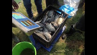 Backyard Fish Farming in Zambia by Ladville Aquatech [upl. by Rhody237]