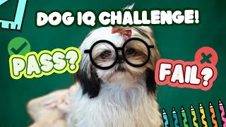 Testing My Shih Tzu Puppy’s Intelligence Dog IQ Test [upl. by Haynes]