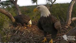 AEF NEFL Eagle Cam 1919 A New Girl In Town [upl. by Annairoc]