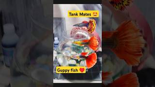 Guppy fish Tank Mates 🐟 guppy aquarium petsvlog guppybreeding guppies petsman shorts [upl. by Yelloh]