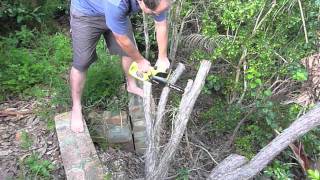 Ryobi 18v Chainsaw Demo in the garden [upl. by Ciardap]