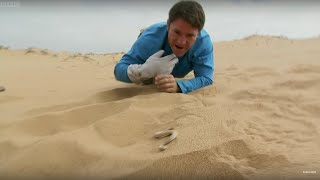 Sidewinder Snake Hides In Sand  Deadly 60  BBC Earth [upl. by Burhans]