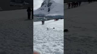 🐧Chinstrap Penguins at Palaver Point in Antarctica [upl. by Dukie61]