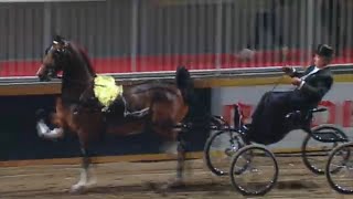 Welsh amp Hackney Pony Fine Harness Class 🏆 Carriage Driving 🎩 The Royal Agricultural Winter Fair [upl. by Isnan]