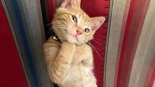 10 Minutes of Adorable cats and kittens videos to Keep You Smiling 🐱 [upl. by Anrehs]