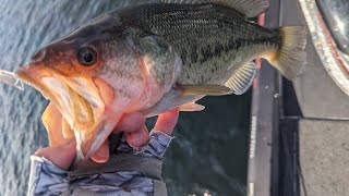 Table Rock Lake Video Fishing Report December 13 2023 short [upl. by Eelamme]