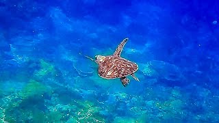 Nusa Penida Bali Snorkeling with turtles [upl. by Abram]