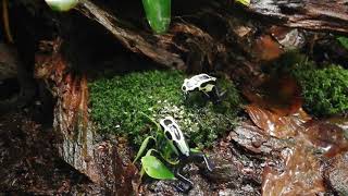 Dendrobates tinctorius nikita [upl. by Anaeirb]