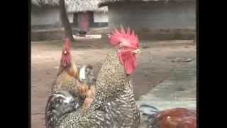 Kuroiler Chicken 1 of 2 [upl. by Gunthar]