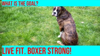 Maintaining a Healthy Weight for Your Boxer Tips amp Guidelines [upl. by Asum210]