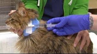 Esophagostomy tube use in Cats [upl. by Gnivri]