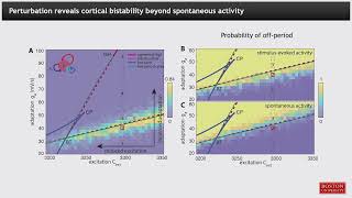 OHBM 2024  Symposium  Anna Cattani  Activitydependent adaptation mechanisms shape local corti… [upl. by Ronel377]