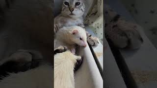 The love between a Ferret amp Cat Nugmilla Story [upl. by Middlesworth]