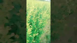 Tuvar daal ka khet [upl. by Ydroj]