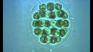 Green Algae Eudorina with flagella in motion [upl. by Ecertal731]