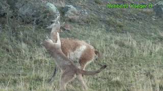 Puma cazando a un guanaco  Torres del Paine [upl. by Asirret]