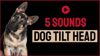 5 Sounds To Make Your Dog Tilt Head [upl. by Demp]