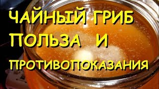 Чайный гриб полезные свойства и противопоказания [upl. by Steffi395]