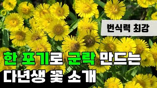 한 포기 들여놓으면 군락을 이루는 다년생 꽃  정원에 들이면 안 되는 꽃 [upl. by Anaib]