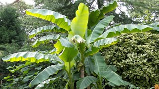 How i overwinter Musa Basjoo amp Sikkimensis to preserve height next year [upl. by Dymoke]