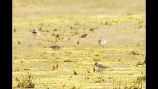 Semipalmated Sandpiper Church Norton West Sussex 10824 [upl. by Adidnac573]