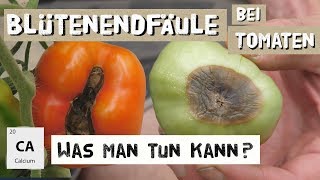 Blütenendfäule bei Tomaten behandeln  Calciummangel  Expertenwissen [upl. by Narah]