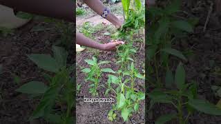 One of my favorites mrenda with ugali  jutes mallow Kenya farm farm garden kenya [upl. by Peonir]