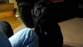 Cane Corso growling [upl. by Anelhtac]