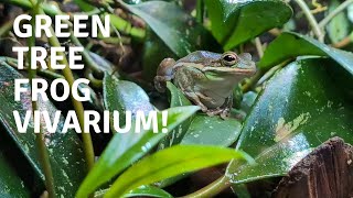 The Best and Worst Things about Keeping American Green Tree Frogs [upl. by Notgnilra]