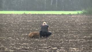 Rhodesian ridgeback tracking training [upl. by Amber795]