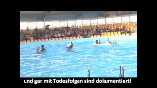 Wildgefangene Delfine aus TaijiJapan im Delfinarium in Kiew zu Clowns degradiert [upl. by Tessy]