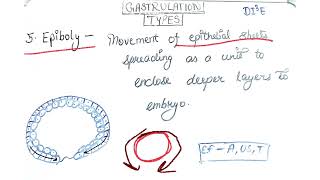 Delamination  Epiboly  Gastrulation In mammals [upl. by Giamo]