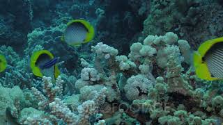 school of blackback butterfly fish in Red Sea coral reef [upl. by Pasahow584]