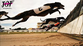 Greyhound Champion Hurdle Racing [upl. by Nauqad]