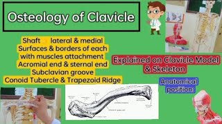 ⭐ Osteology of ClavicleUpper limbLocomotor module Explained on Clavicle Model amp Skeleton🦴 [upl. by Elfrieda]