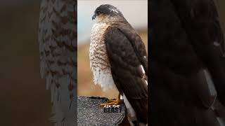 Sharp Shinned Hawk [upl. by Ayotaj]