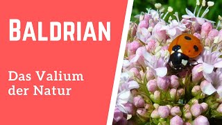 Baldrian – das Valium der Natur [upl. by Yerrot567]