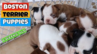 Boston Terrier Puppies 4 Weeks Old  Puppy Update [upl. by Sharity]