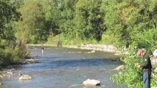 Salmon Fishing Erindale Park Credit River Mississauga Ontario [upl. by Ennailuj]