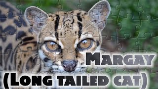 Margay  Long tailed cat  Leopardus wiedii  Wild cat [upl. by Lindy]