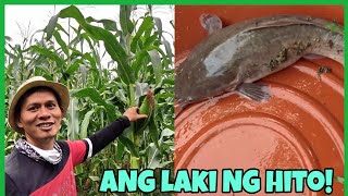 MALAKING HITO ANG ULAM NAMIN MAMAYAMALAPIT NA ANG TIKIMAN NG MAIS [upl. by Hayikat]