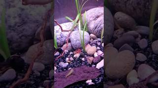 Simple and cheap nano shrimp tank fishtank aquascape aquarium shrimpaquarium [upl. by Jerrol]