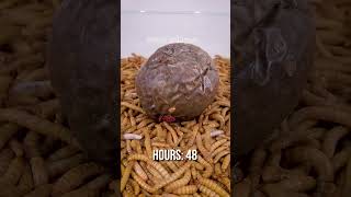 10 000 Mealworms vs PASSION FRUIT [upl. by Devitt424]