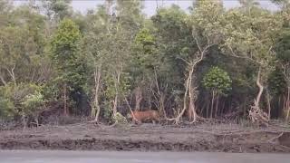 Royal Bengal Tiger Roaring at sundarban Jungles [upl. by Llehcsreh]