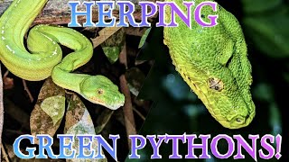 AUSTRALIAS RARE AND BEAUTIFUL SNAKE  THE GREEN PYTHON [upl. by Arissa]