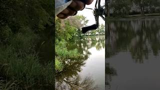 froggin for bass bassfishing [upl. by Chrisman]