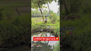 තියෙන්නෙ වතුරනම් තැන වැඩක්ම නෑ 😂🤦‍♂️ viralvideo akita aki funny comedy dog subscribe fyp [upl. by Balsam]