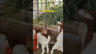 Gurukrupa Boer Goat Farm Sangli Maharashtra goats farming goatfarm goatfarming boergoat [upl. by Yrolg]