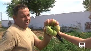 Tomates gigantes de Manzaneque  Ancha es CLM  CMM [upl. by Shriver759]