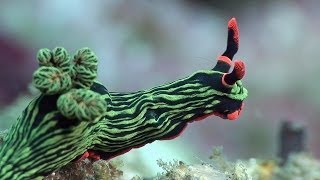 Mucky Secrets  Part 18  Sea Slugs inc Nudibranchs  Lembeh Strait [upl. by Vernon]